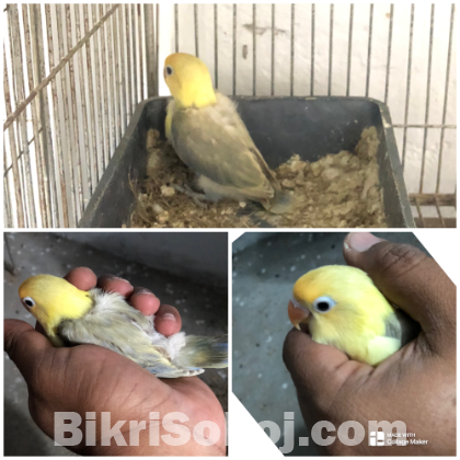 Pied Violet Parblue Sable Lovebird Baby